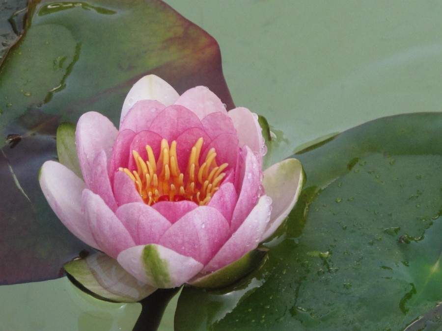 lotus flower home page
